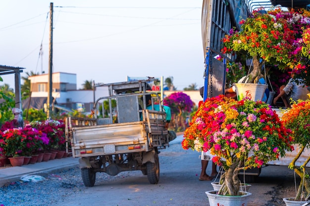 Foto pessoas vendendo flores de buganvilla no jardim de flores cho lach em ben tre, vietnã, preparando flores de transporte para o mercado para venda nas férias de tet. os jardins são um destino turístico