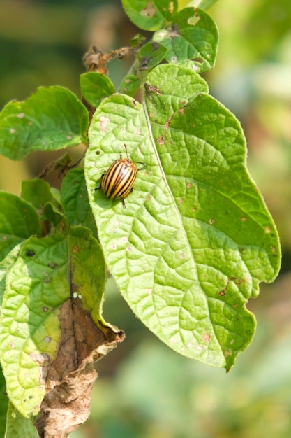 Pest es un escarabajo de Colorado que se arrastra sobre una hoja de una planta en el jardín