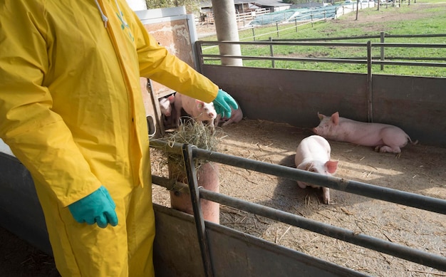 Foto peste porcina clásica o cólera porcina en una granja con cerdos