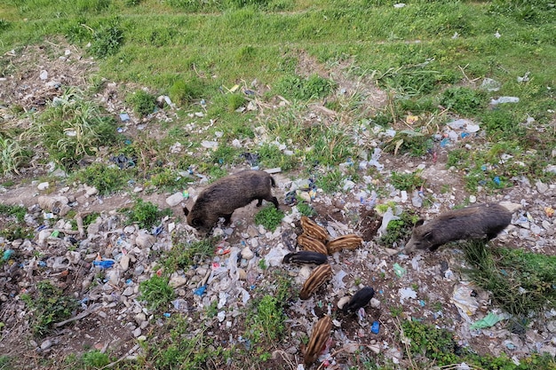 Peste porcina jabalí en la ciudad de Génova Fauna urbana del río Bisagno buscando comida en la basura y descansando