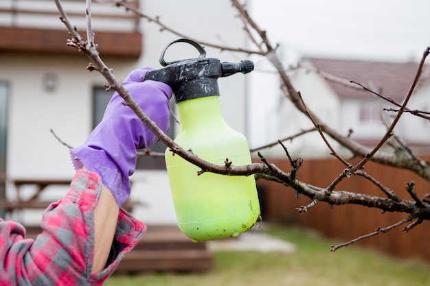 Pestizidbehandlung, Schädlingsbekämpfung, Insektenvernichtung auf Obstbäumen im Garten, Sprühen von Gift aus einer Sprühflasche, Hände Nahaufnahme.