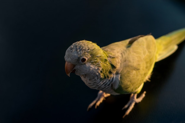 Pet Bird Loro Argentino - pájaro verde