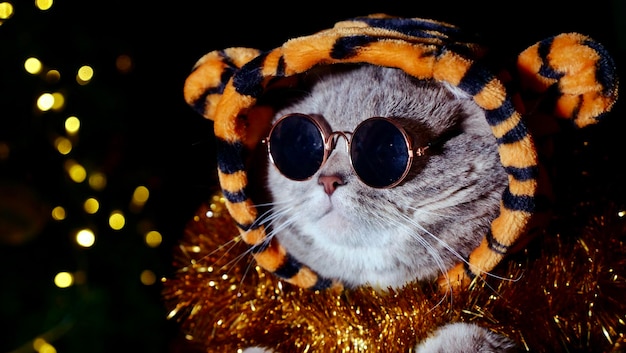 Pet British Scottish Straight Katze in einem Tigerkostüm liegt auf einem isolierten schwarzen Hintergrund mit Brille Cooles Tier 2022