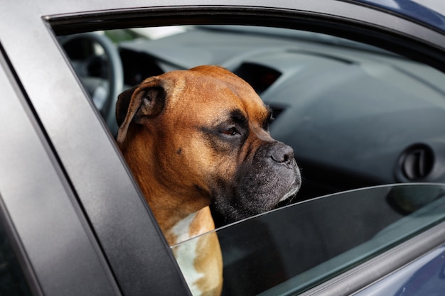 Pet Brown Dog Eingesperrt im Auto mit Blick aus dem Fenster. Achtung