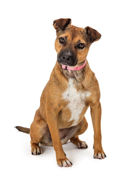 Pet Deutscher Schäferhund Pitbull Hundekopfneigung in voller Länge isoliert