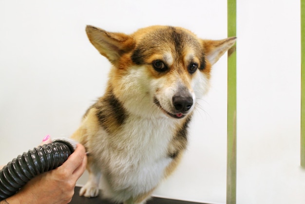 Pet Professional Master Groomer föhnt Corgi Welsh Pembroke Dog nach dem Waschen im Pflegesalon