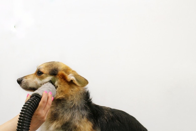 Pet Professional Master Groomer föhnt Corgi Welsh Pembroke Dog nach dem Waschen im Pflegesalon