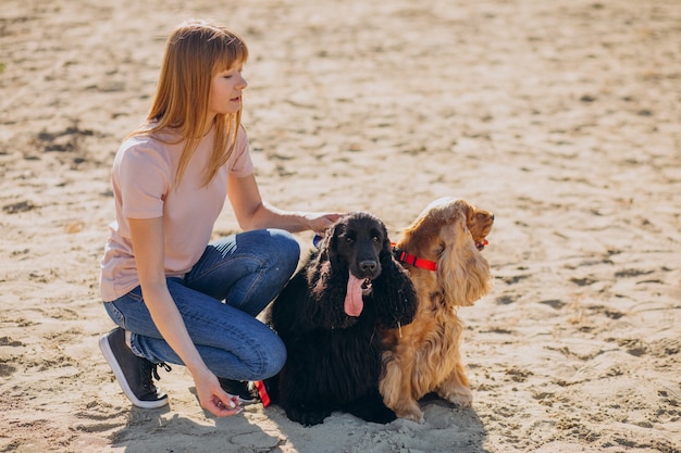 Pet Walker, der mit Cocker Spaniel Hunden spazieren geht