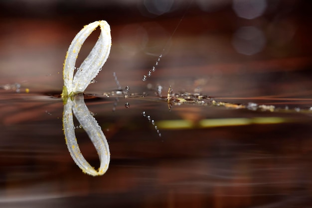 Pétala de flor aquática branca com teia de aranha na superfície da água