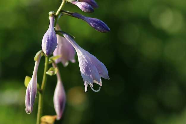 Pétala de flor liliac