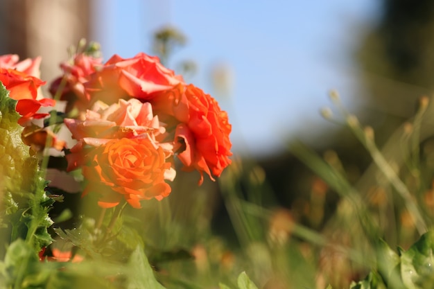 Pétala de flor liliac