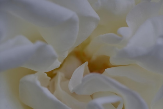Pétala de redemoinho branco de uma rosa
