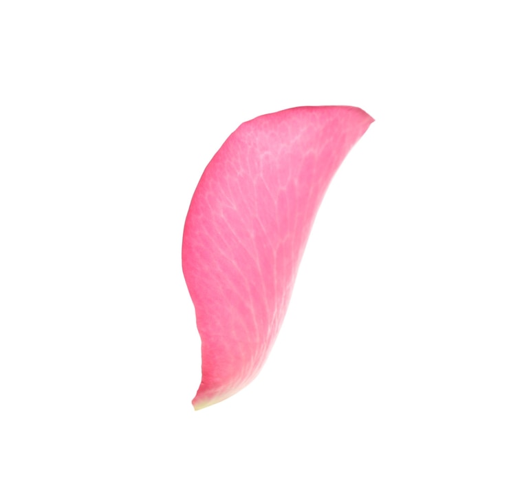 Foto pétala de rosa fresca isolada em branco