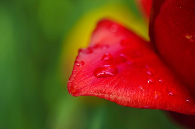 Pétala de tulipa vermelha com gota d'água em tempo de primavera floral fundo de páscoa