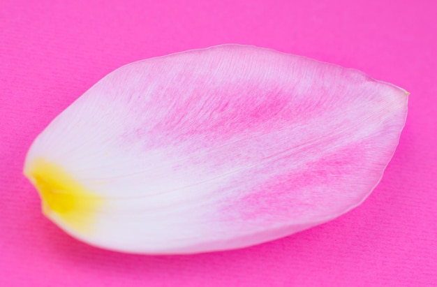 Pétala de uma flor de tulipa rosa no fundo rosa Minimalismo belo papel de parede natural Conceito de envelhecimento humano Cosméticos ecológicos naturais Diferentes mudanças na vida de uma pessoa Copiar espaço close-up