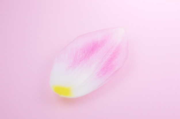 Pétala de uma flor de tulipa rosa no fundo rosa Minimalismo belo papel de parede natural Conceito de envelhecimento humano Cosméticos ecológicos naturais Diferentes mudanças na vida de uma pessoa Copiar espaço close-up