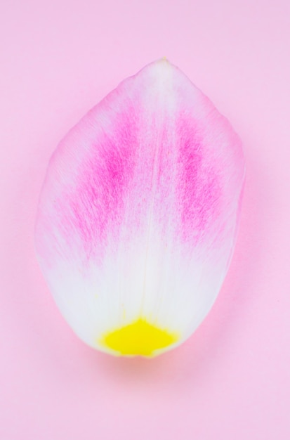 Pétala de uma flor de tulipa rosa no fundo rosa. Minimalismo, belo papel de parede natural. Conceito de envelhecimento humano. Cosméticos ecológicos naturais. Diferentes mudanças na vida de uma pessoa.