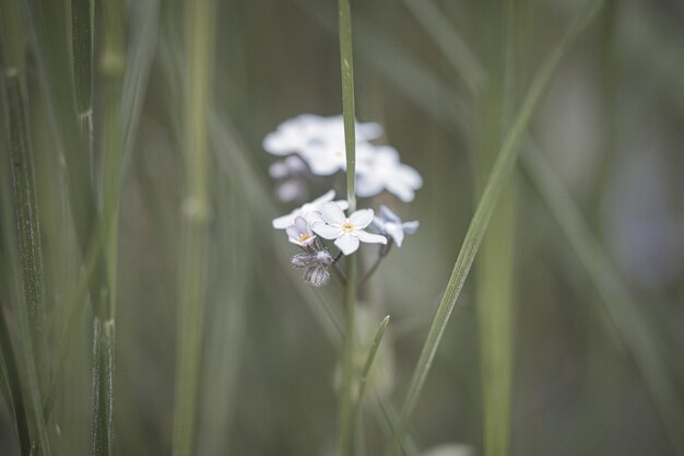 Pétalas azuis de uma flor isolada na grama verde mostrada Prado natural com flores