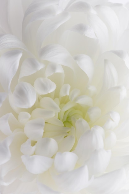 Foto pétalas brancas de um padrão floral de crisântemo florescente