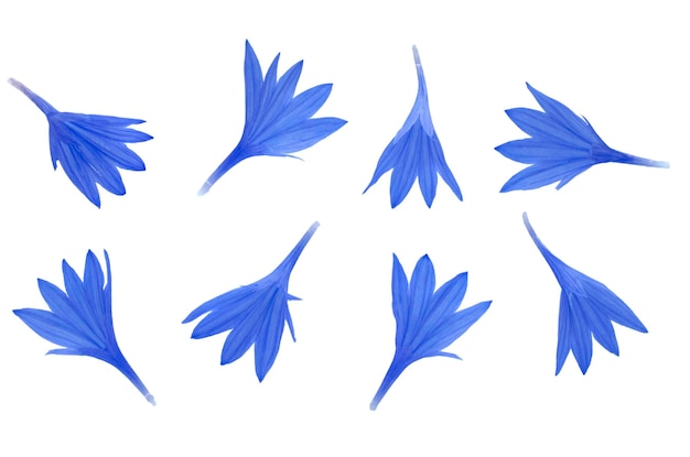 Pétalas de centáurea azuis isoladas na vista superior do fundo branco Fundo de pétalas de centáurea azuis isoladas no branco Conjunto de pétalas de centáurea azuis isoladas na vista superior do fundo branco Conjunto floral