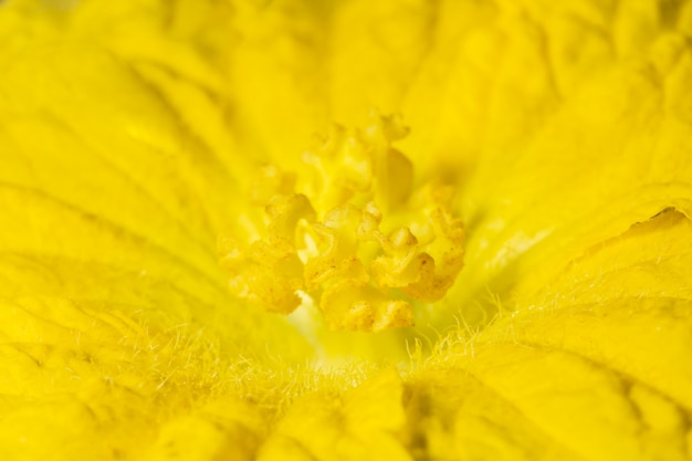 Pétalas de flor macro de fundo