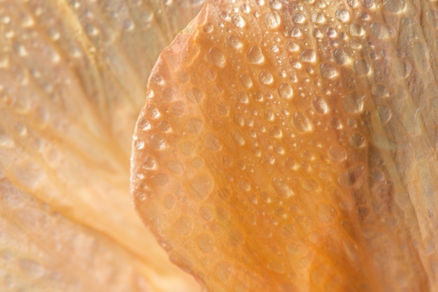 Pétalas de flor macro de fundo