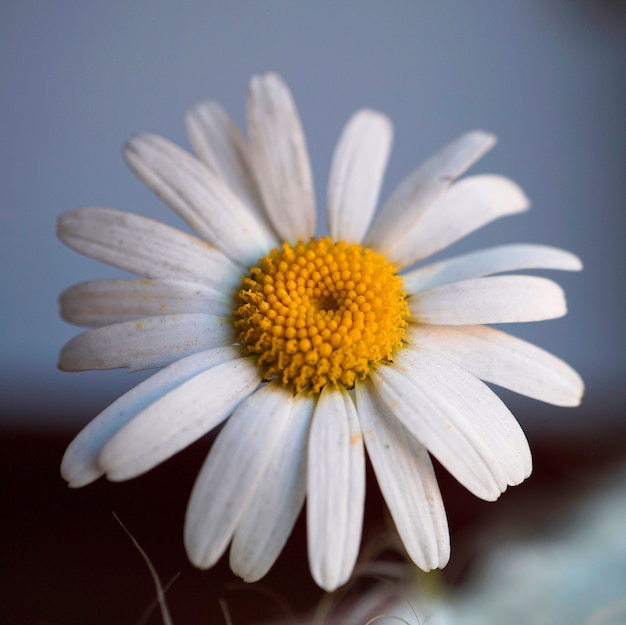 pétalas de flor margarida branca