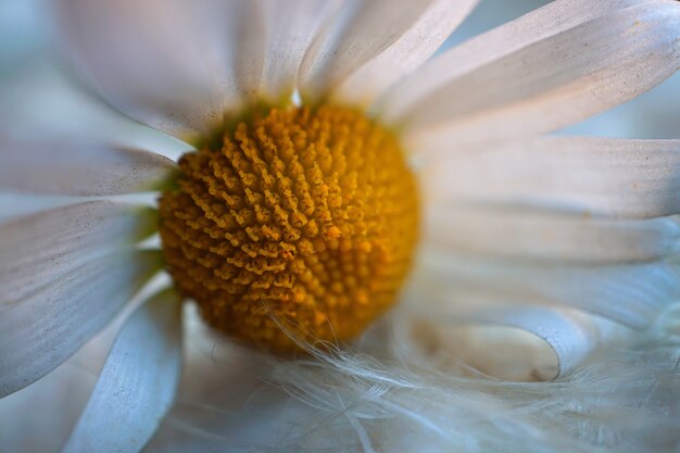 pétalas de flor margarida branca