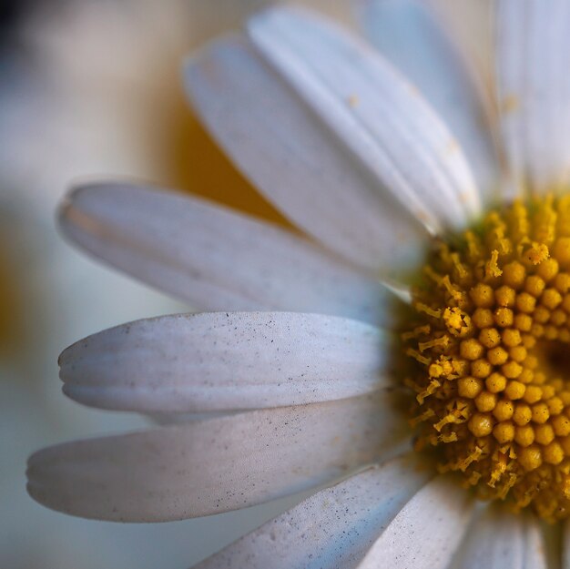 pétalas de flor margarida branca