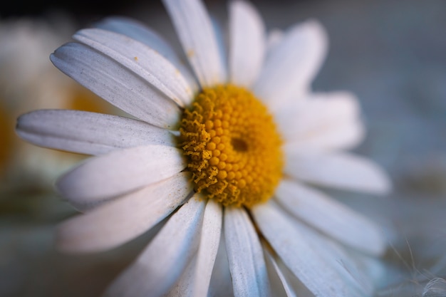 pétalas de flor margarida branca