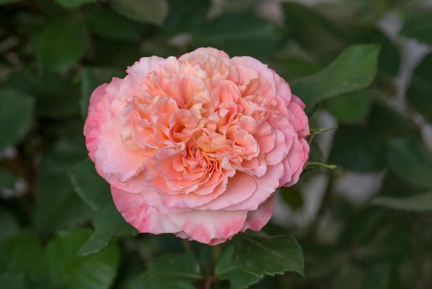 Pétalas de flores com bordas onduladas Rosa de pêssego desabrochando Augusta Luise Rosa com bordas onduladas de pétalas