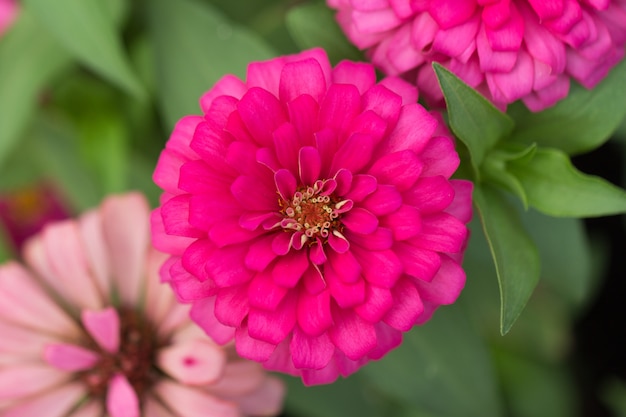 Pétalas de flores cor de rosa em várias camadas