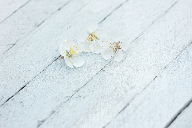 Pétalas de flores de cerejeira sobre um fundo claro de madeira, fundo de primavera