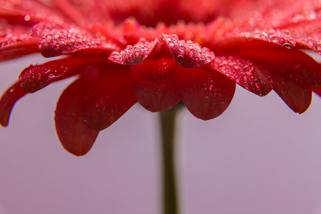 Pétalas de flores de gerbera rosa com gotas de água