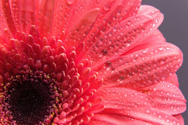 Pétalas de flores de gerbera rosa com muitas gotículas de água. Tiro macro de um close-up do botão.