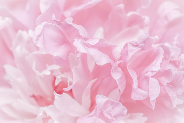 Pétalas de flores de peônia rosa foco suave fundo floral abstrato para design de marca de férias