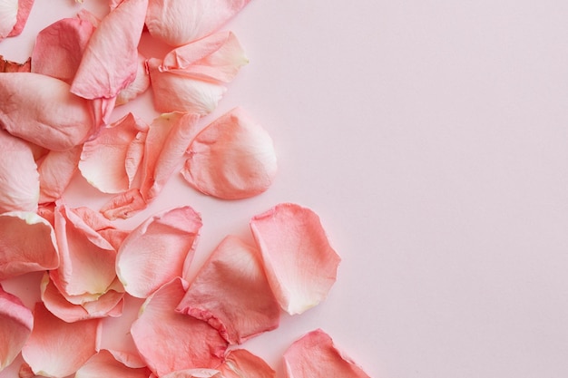 Pétalas de flores de rosa fundo de espaço em branco