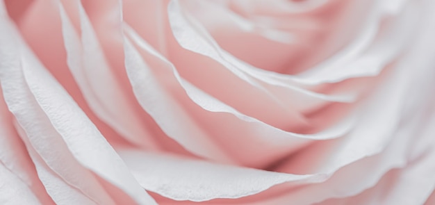 Pétalas de flores de rosa pálidas rosa foco suave Cenário de flores macro