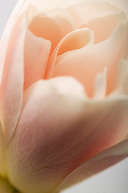 Pétalas de flores em rosa pastel de close-up