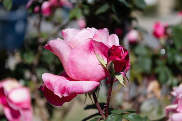 Pétalas de flores macias de rosa de jardim. jardim de rosas na primavera. roseira brilhante. lindas rosas frescas na natureza. arbusto de rosas de chá rosa no jardim. flor desabrochando de verão.