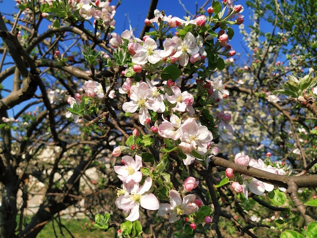 Pétalas de flores tenras de macieira Macieiras em exuberantes flores brancas floridas Pilões e estames são visíveis Primavera no pomar O início do trabalho agrícola