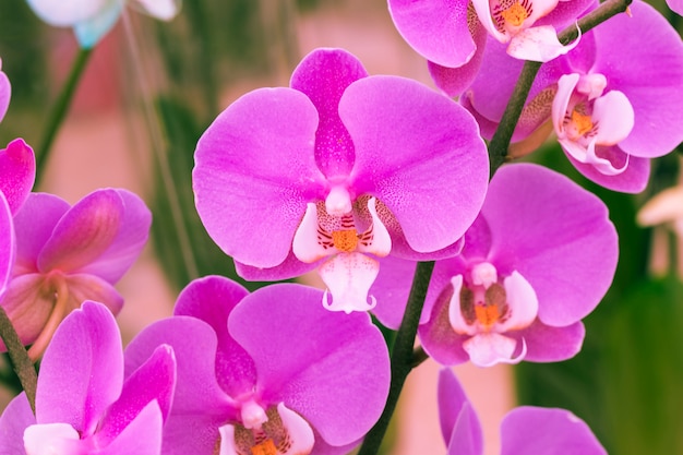 Pétalas de flores violetas