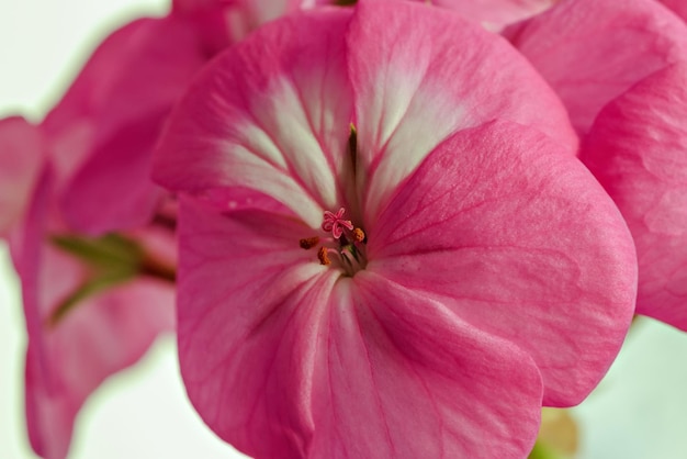 Pétalas de gerânio rosa em um fundo branco fechar plantas de interior
