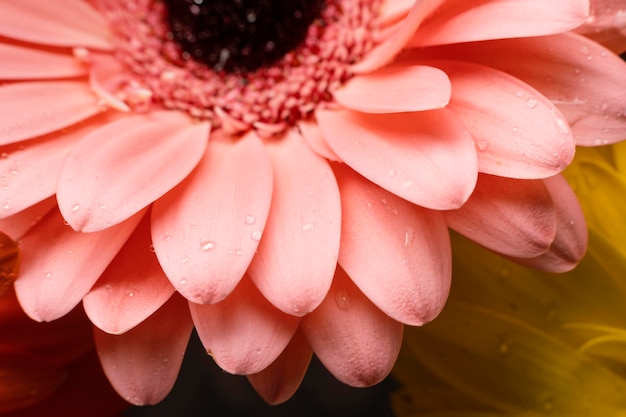 Pétalas de gerbera macro da primavera