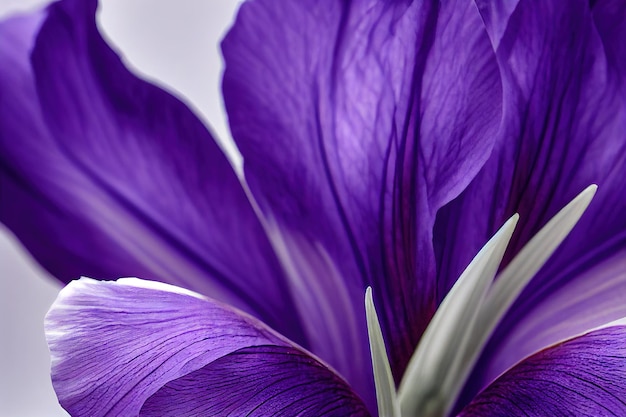 Pétalas de grande e delicada flor de íris lilás sobre fundo macro bege