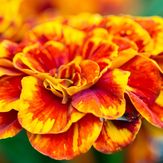 Pétalas de laranja em close-up Gerbera margarida Transvaal flor de primavera florescendo