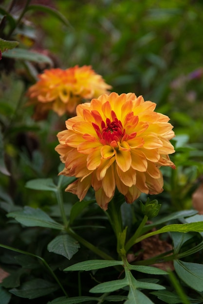 Pétalas de múltiplas camadas de flor aster