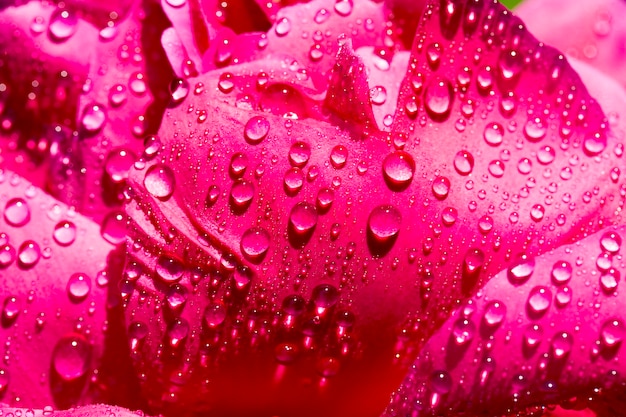 Foto pétalas de peônia vermelha com gotas de água, close-up de uma planta com flores com detalhes da planta, primavera ou verão, canteiro de flores com flores