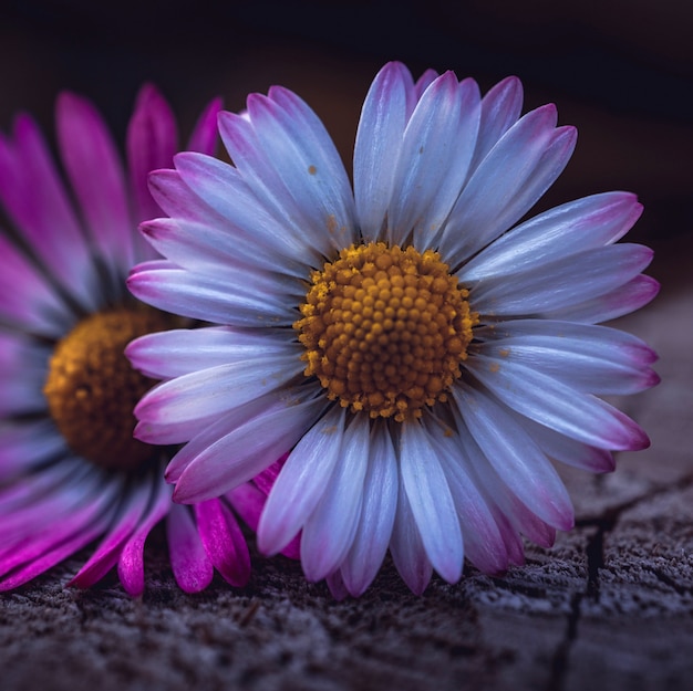 pétalas de plantas de flor margarida