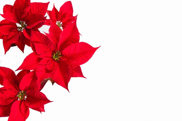 Pétalas de poinsettia vermelhas brilhantes isoladas se destacam contra um fundo branco puro criando o Natal